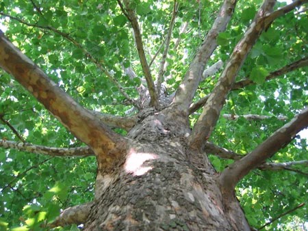 american_sycamore_tree_450_1